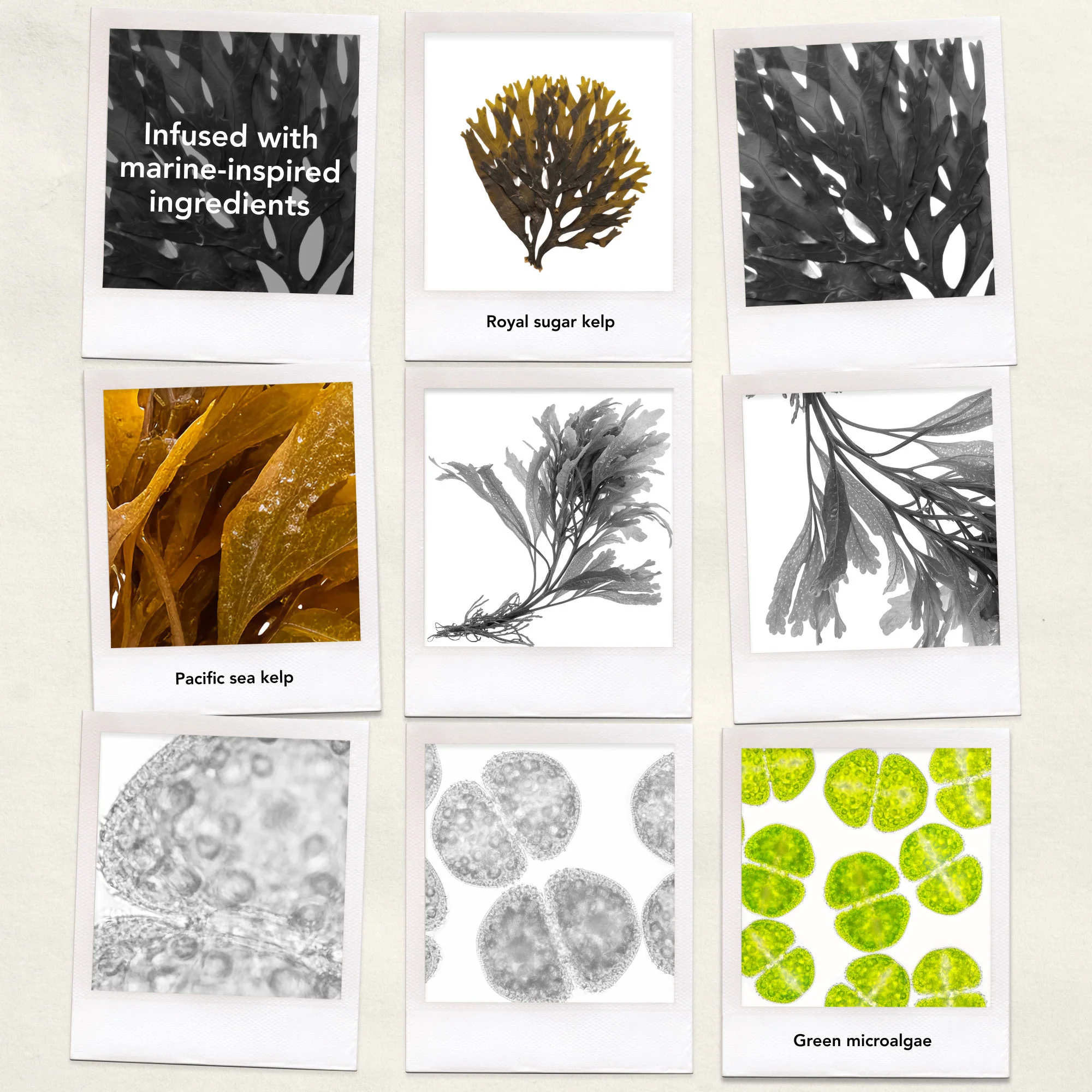 Seaweed Conditioner - Image 12