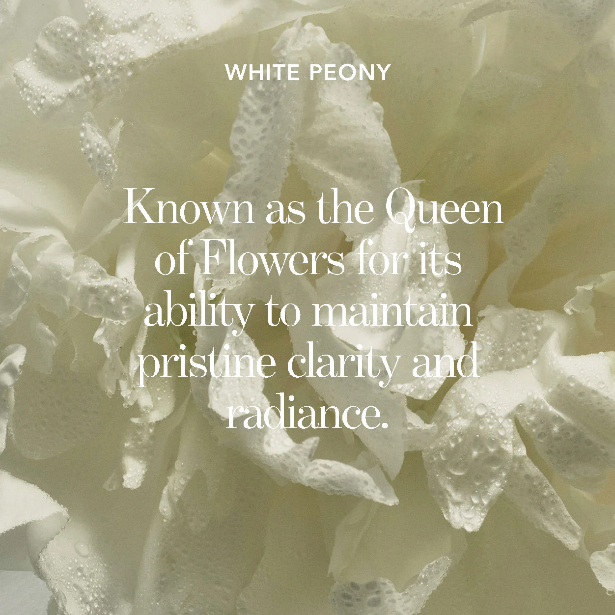 Blanc Peony Brightening Overnight Mask for Dark Spots - Image 9