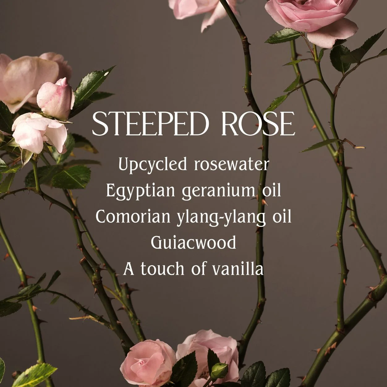 Steeped Rose Hand Cream - Image 6
