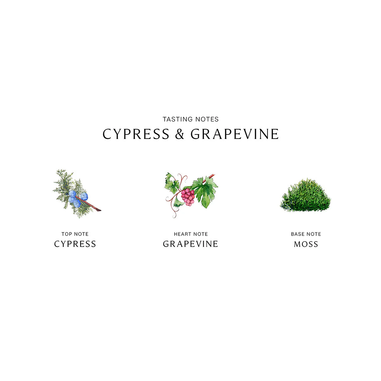 Cypress and Grapevine Cologne Intense - Image 5
