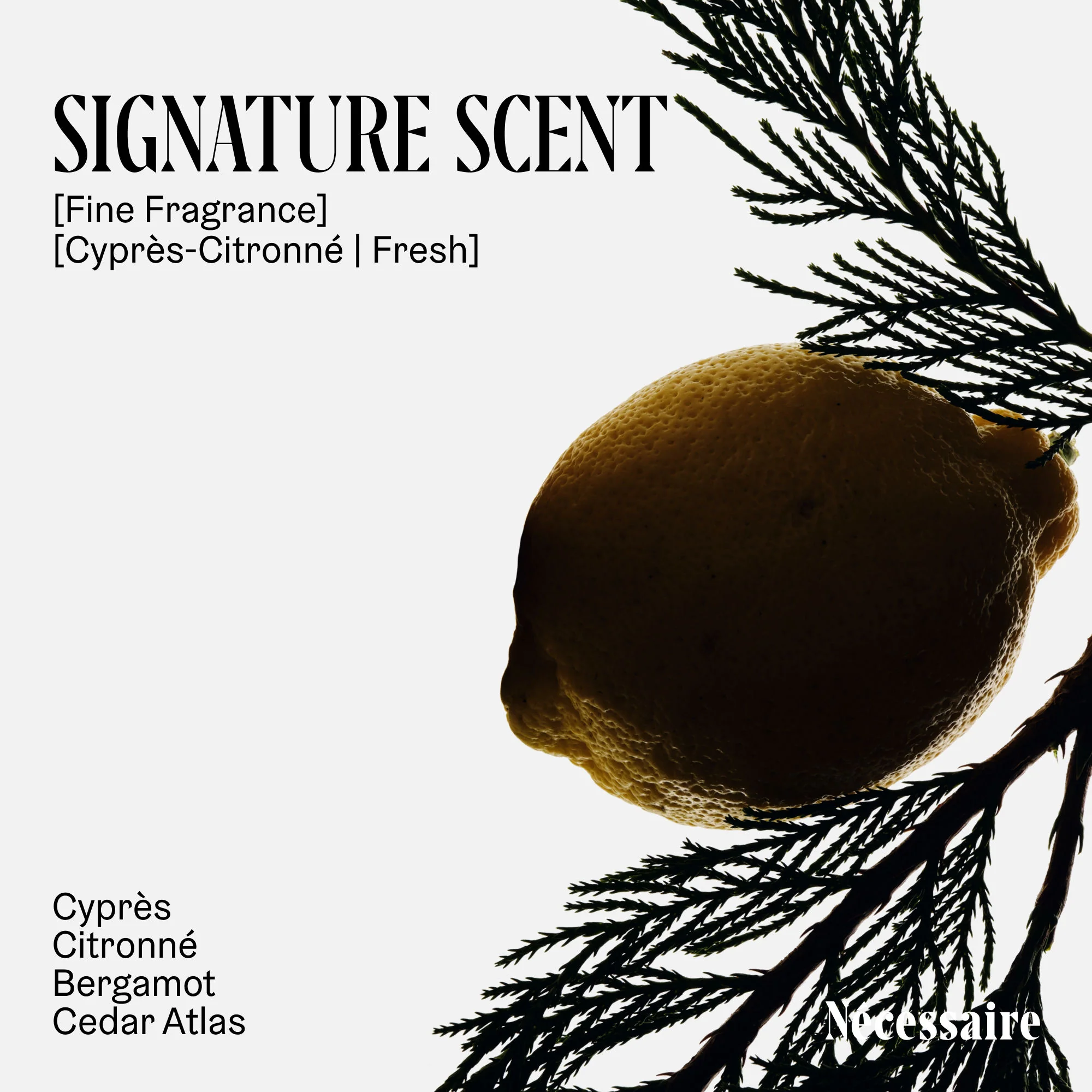 The Body Lotion Cyprès-Citronné - Image 5