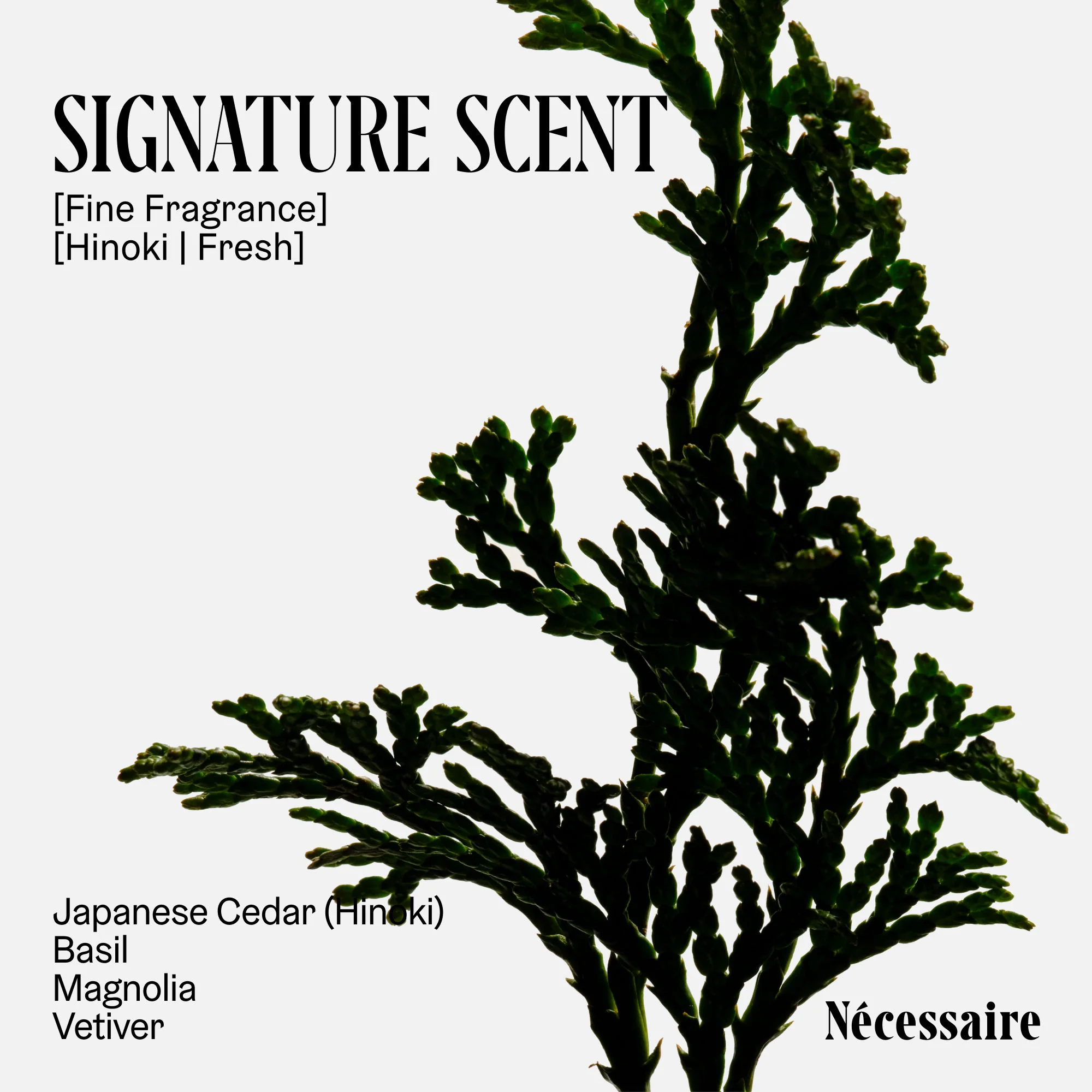 The Body Wash Hinoki - Image 5