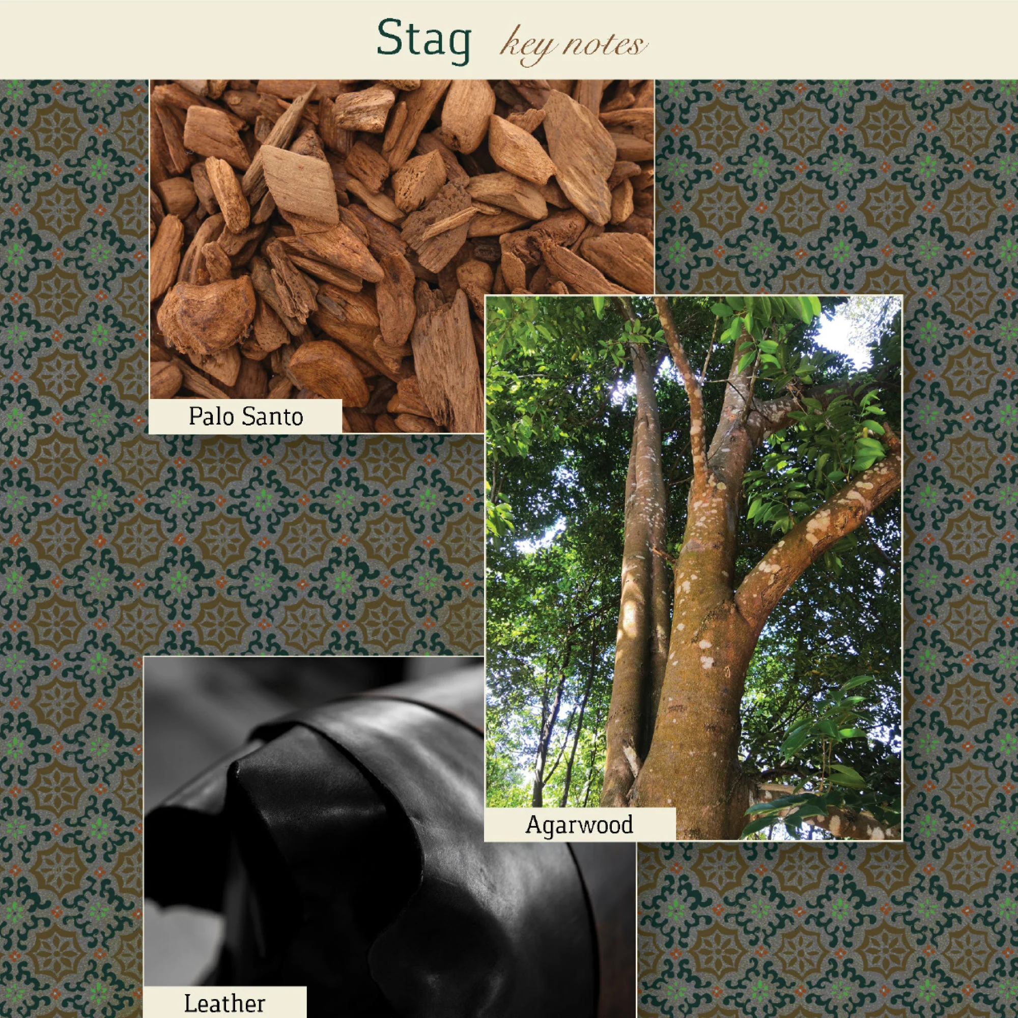 Stag Eau de Parfum - Image 7