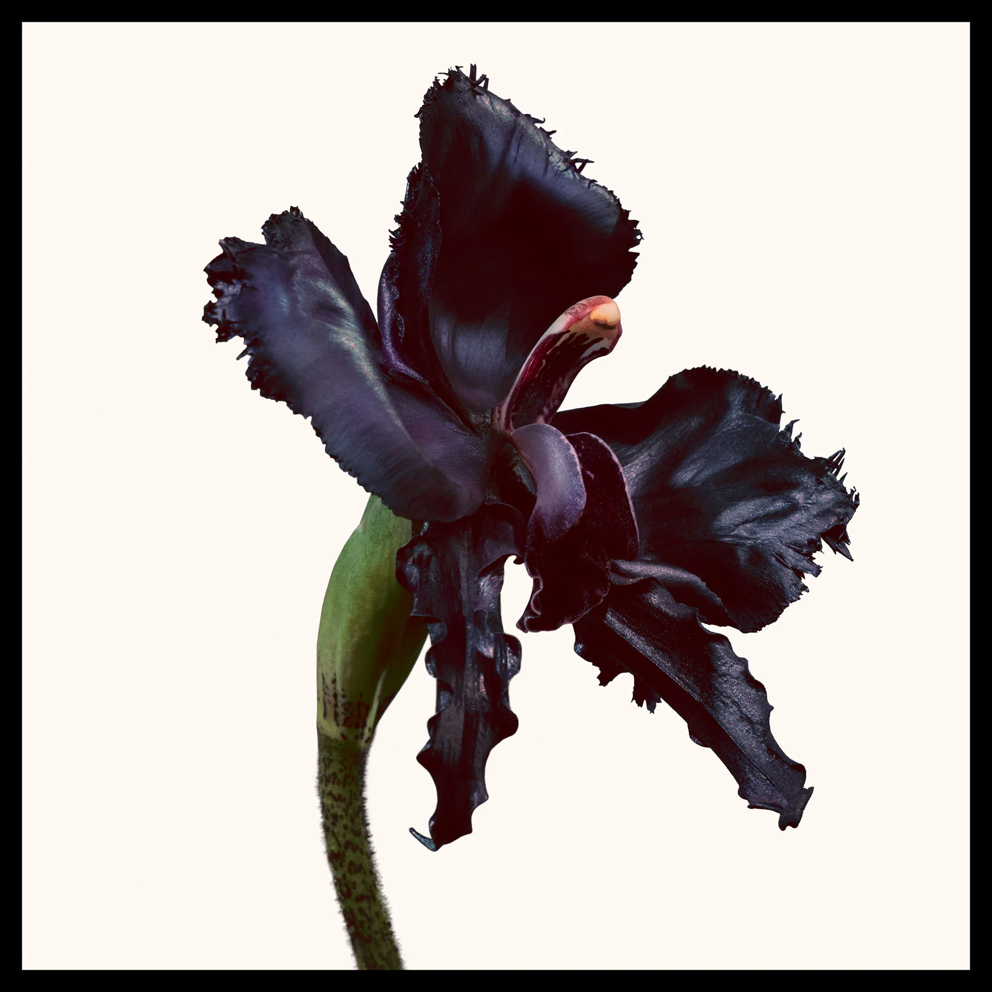 Black Orchid Reserve Eau de Parfum - Image 3